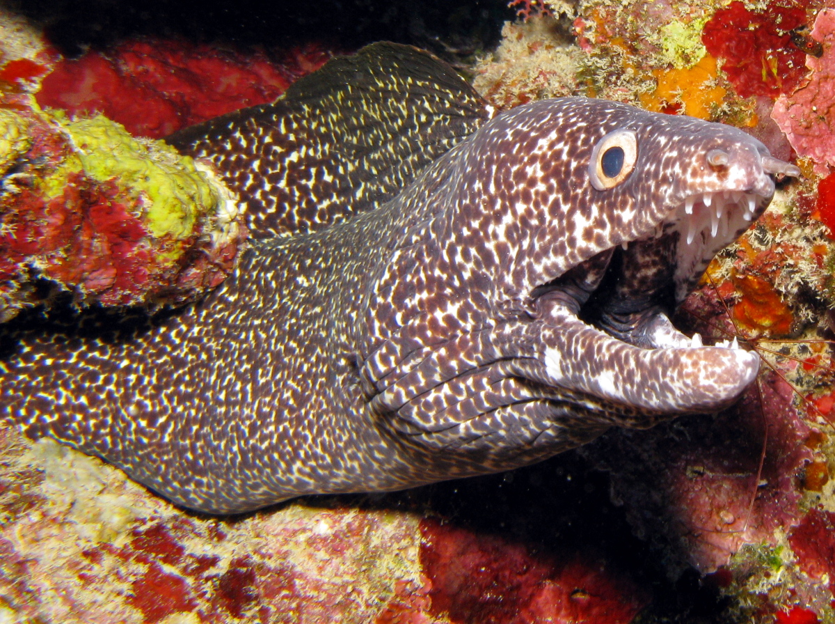 Spotted Moray